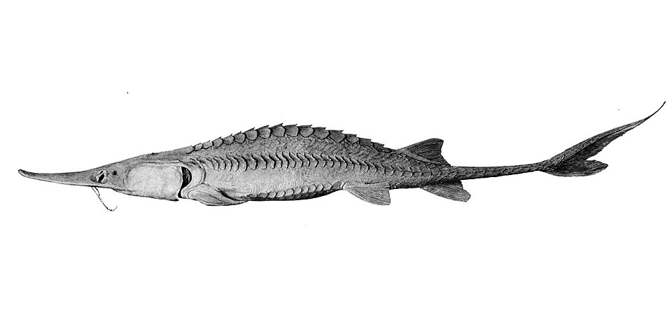 Scaphirhynchinae