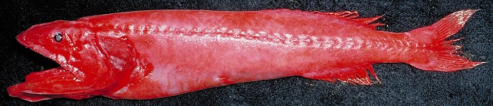 Cetomimiformes