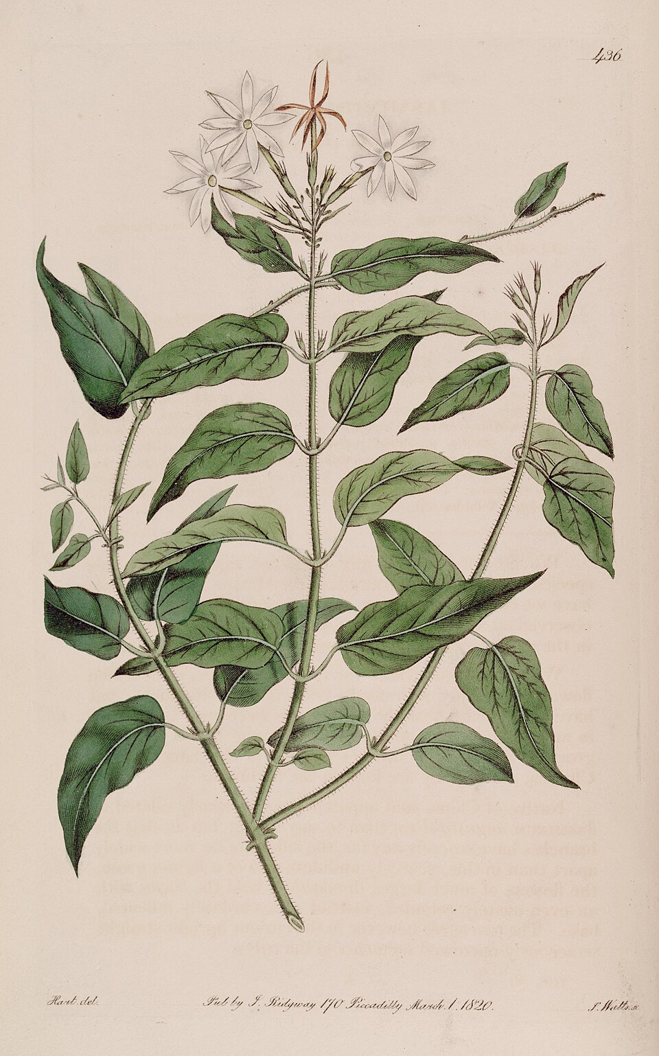 Jasminum elongatum