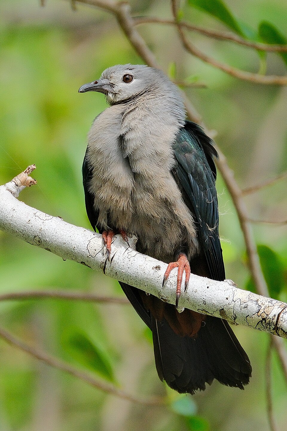 Pacific Imperial Pigeon