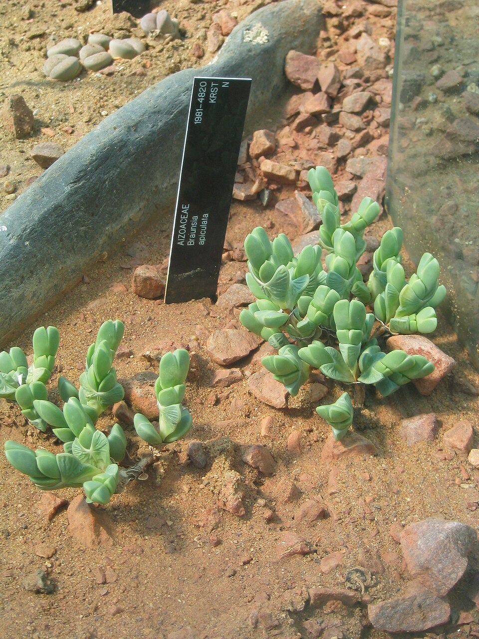 Braunsia