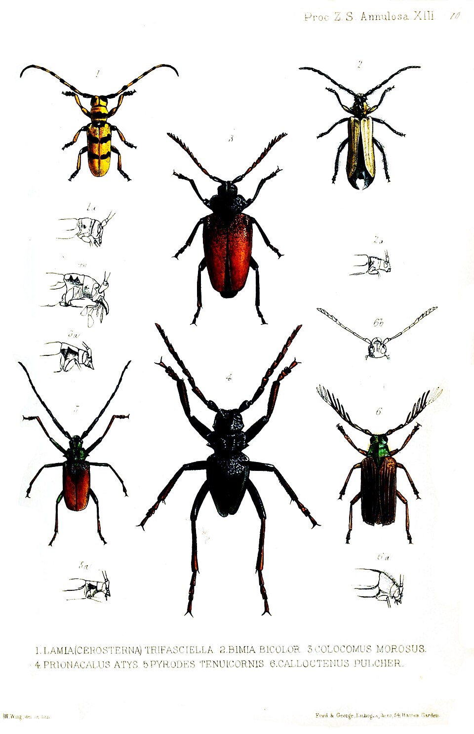 Calocomus morosus