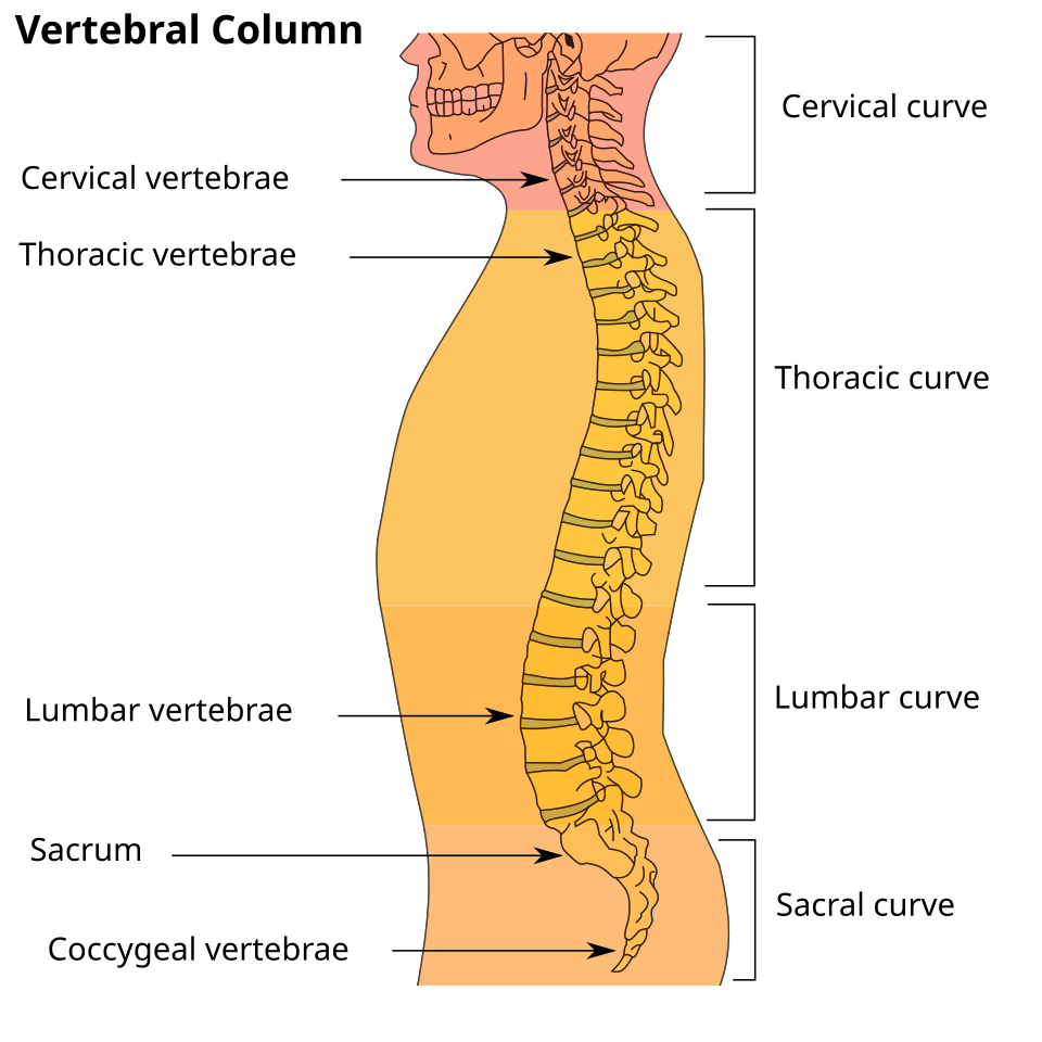 vertebral column