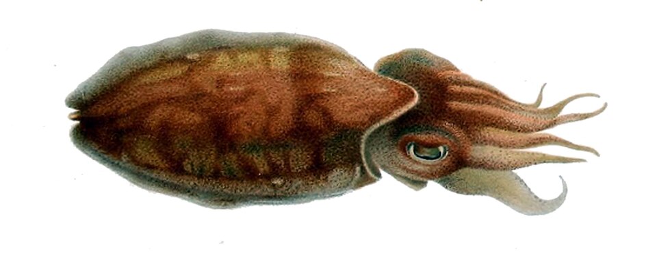 Sepia orbignyana
