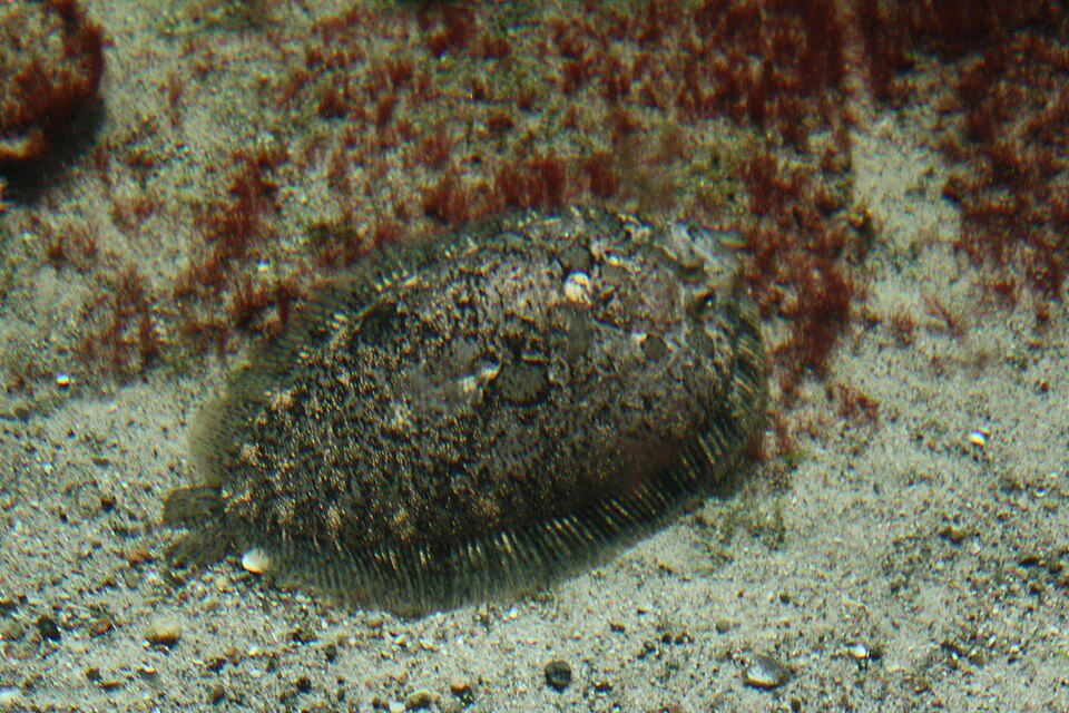 Zeugopterus