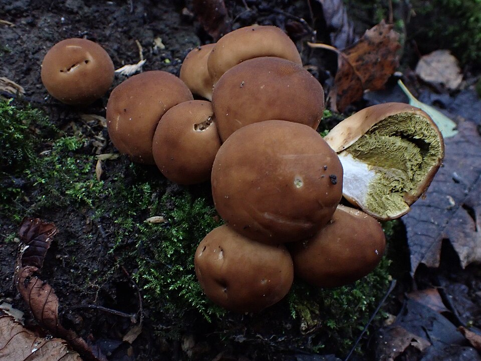 Apioperdon pyriforme