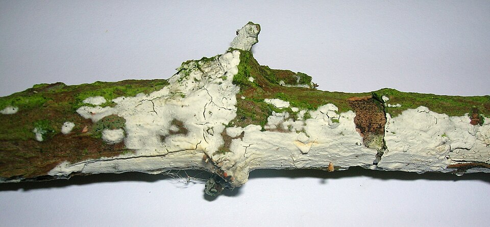Hyphodontia sambuci