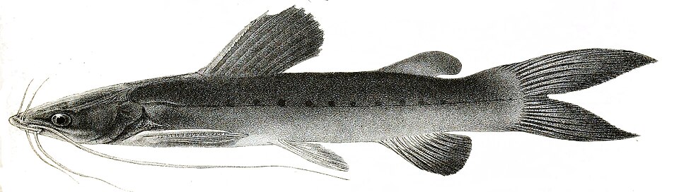 Hemibagrus punctatus