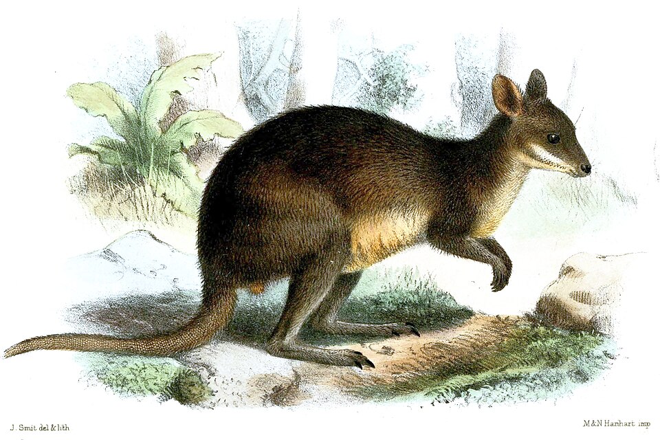 Brown's pademelon