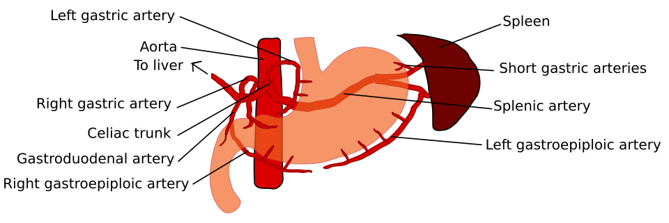 left gastroepiploic artery