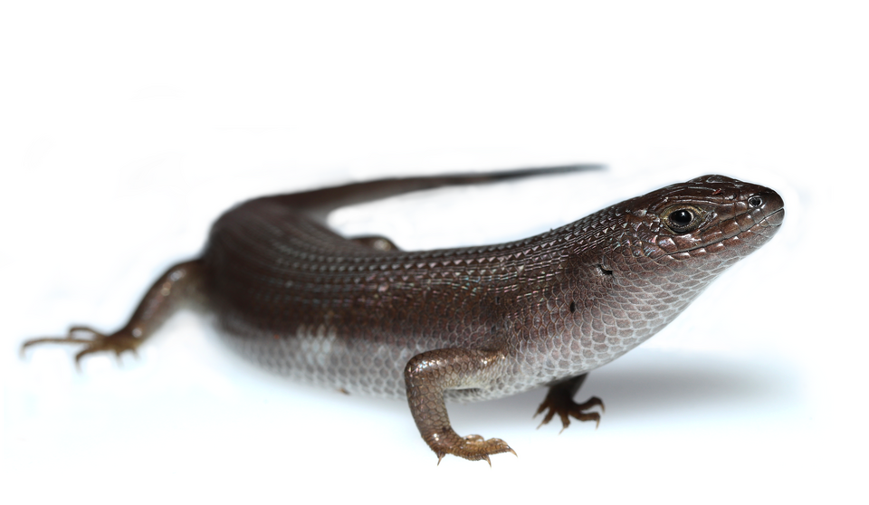 Cape Skink