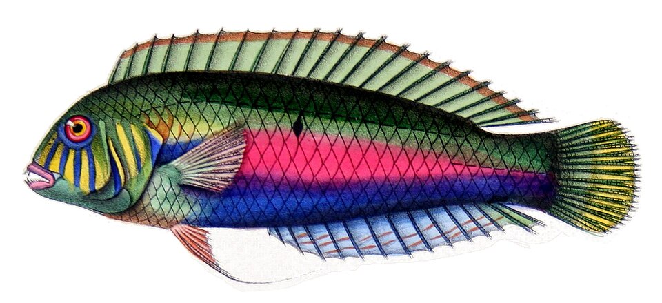 Xyrichtys splendens