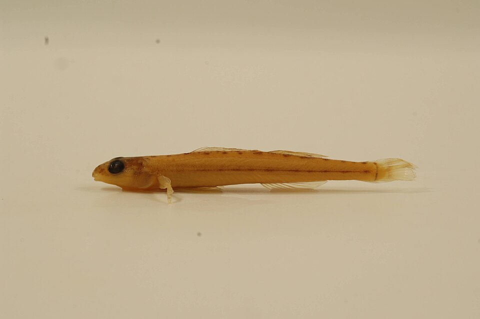 Eastern sand darter