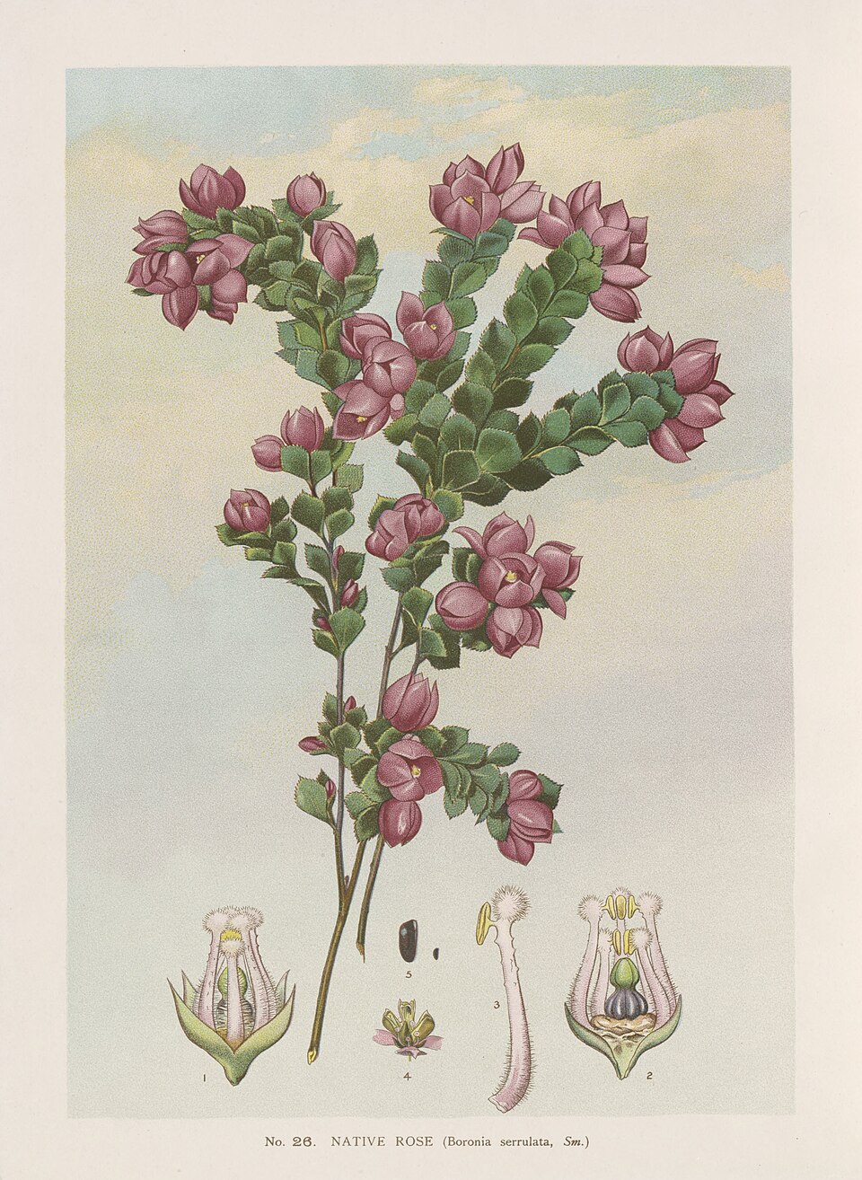 Boronia serrulata