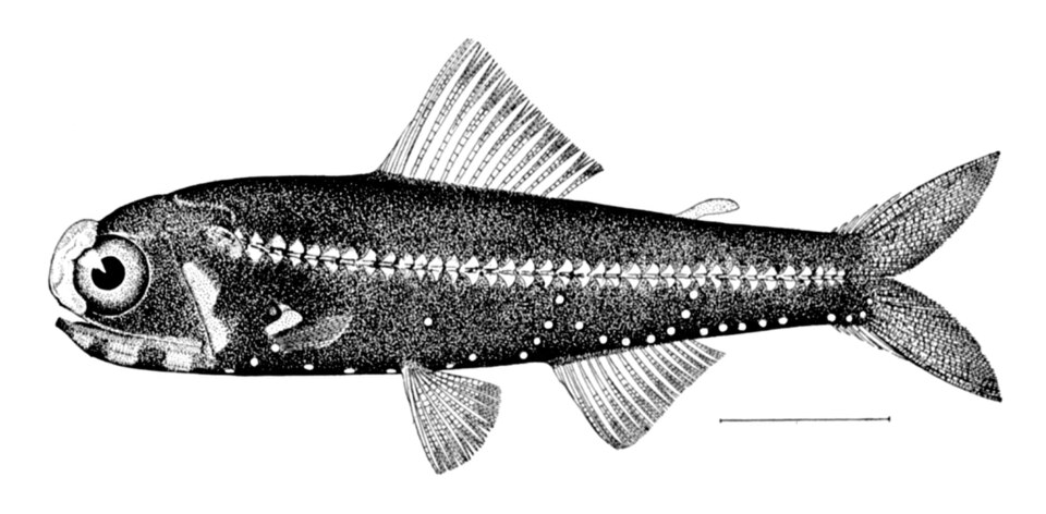 Diaphus effulgens