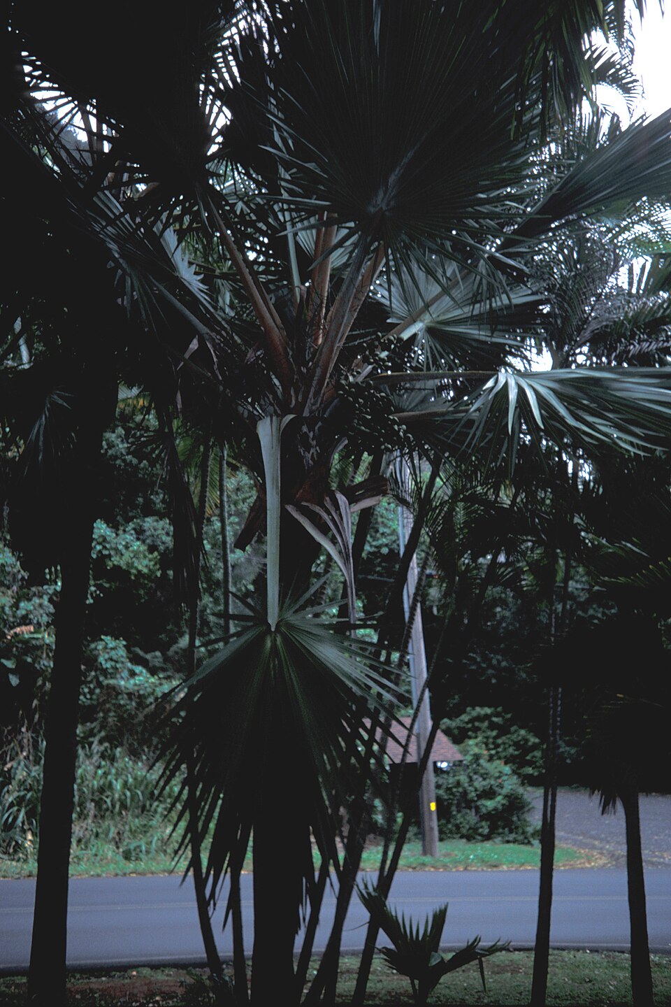 Latania loddigesii