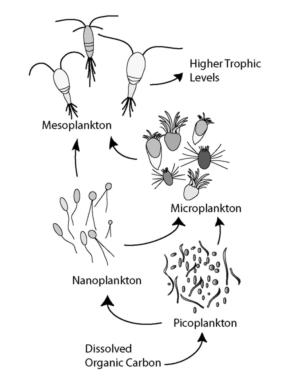 Microbial loop