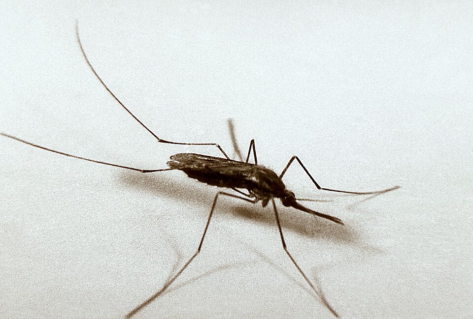 Anopheles quadrimaculatus