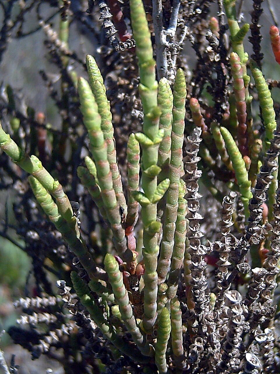 Arthrocnemum