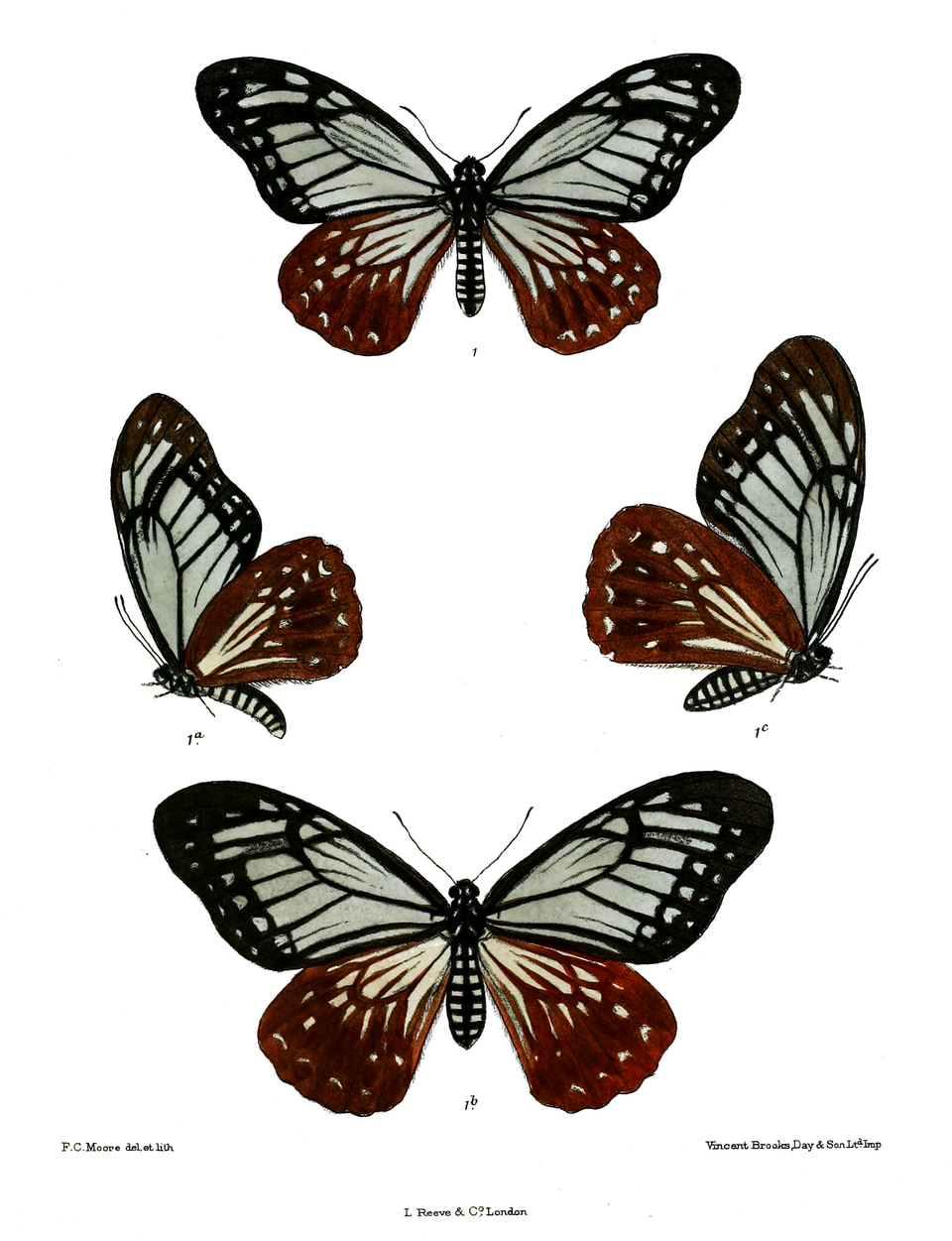 Papilio agestor