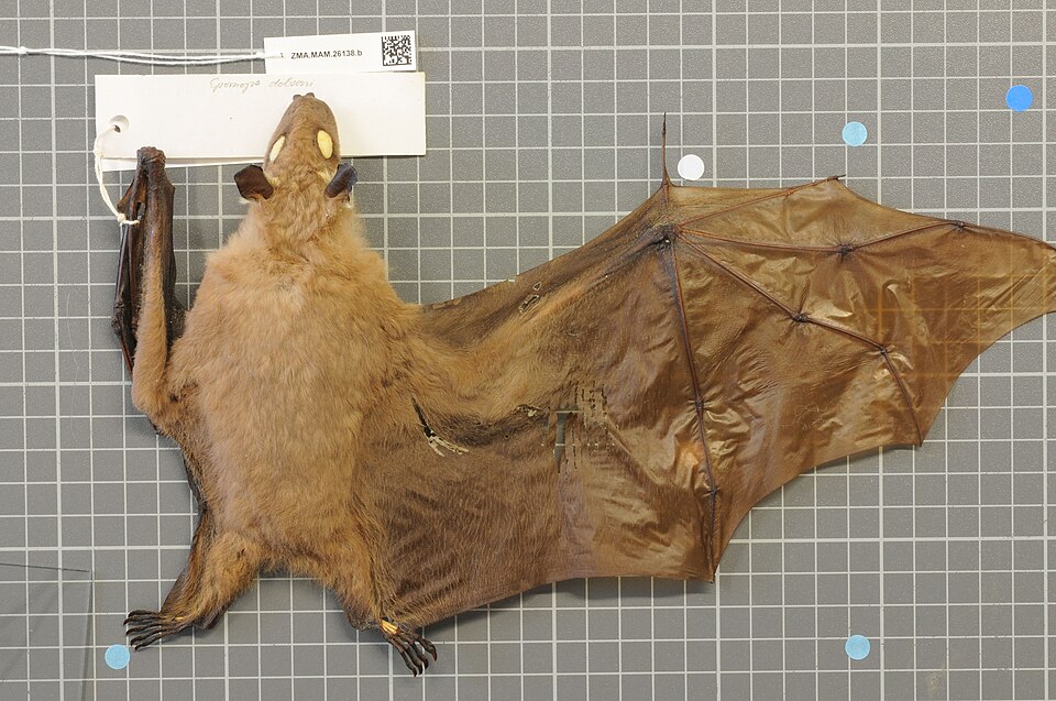 Epomops dobsonii