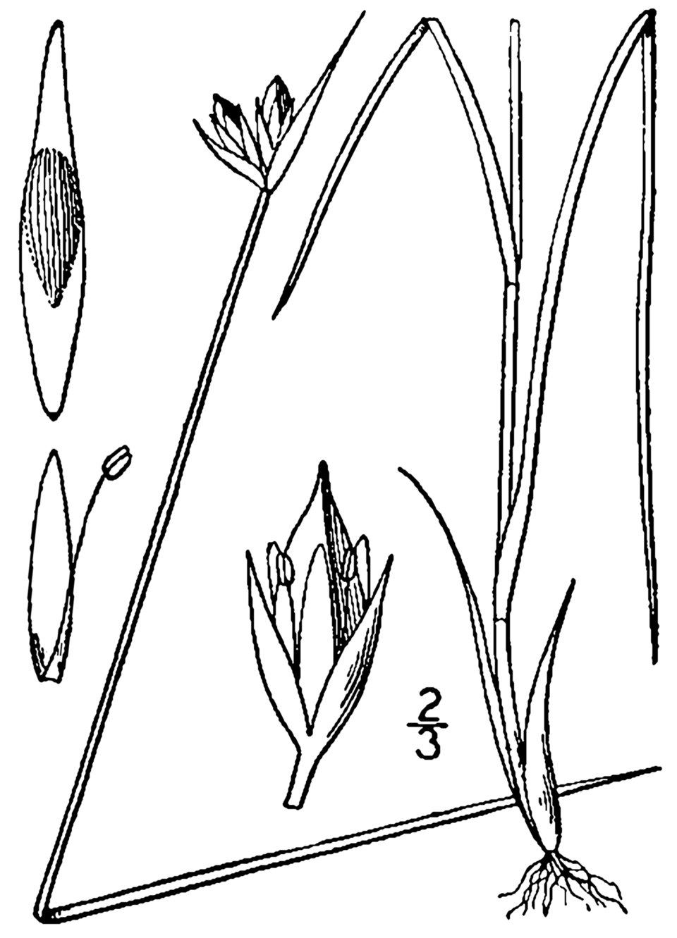 Juncus stygius
