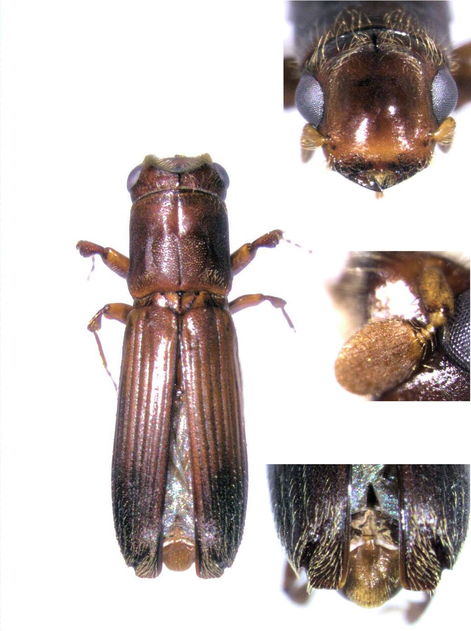 Platypodinae