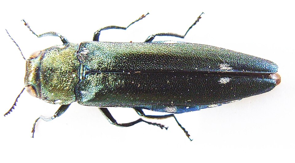 Agrilus