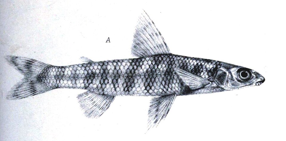 Nannocharax