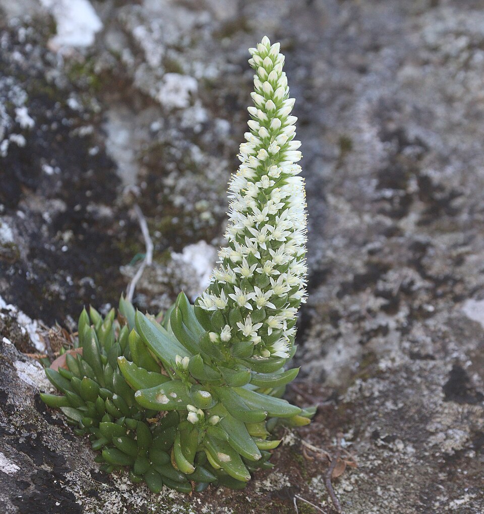 Orostachys japonica
