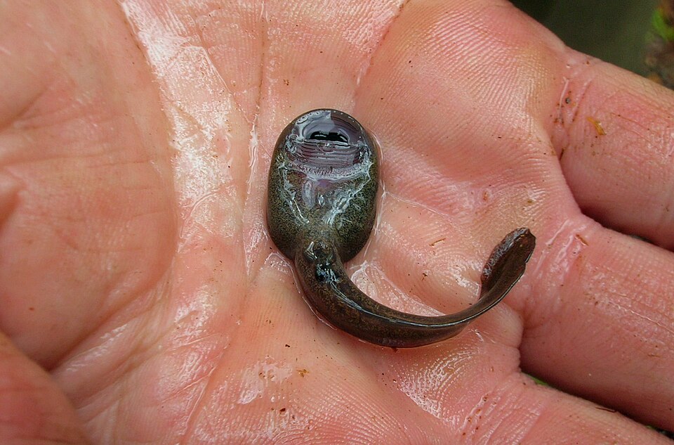 Ascaphus montanus