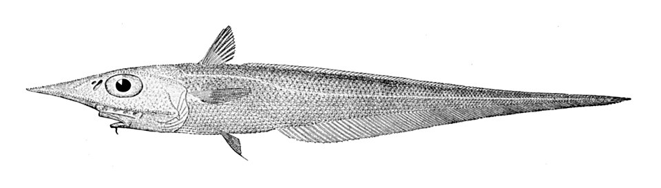 Coelorinchus occa