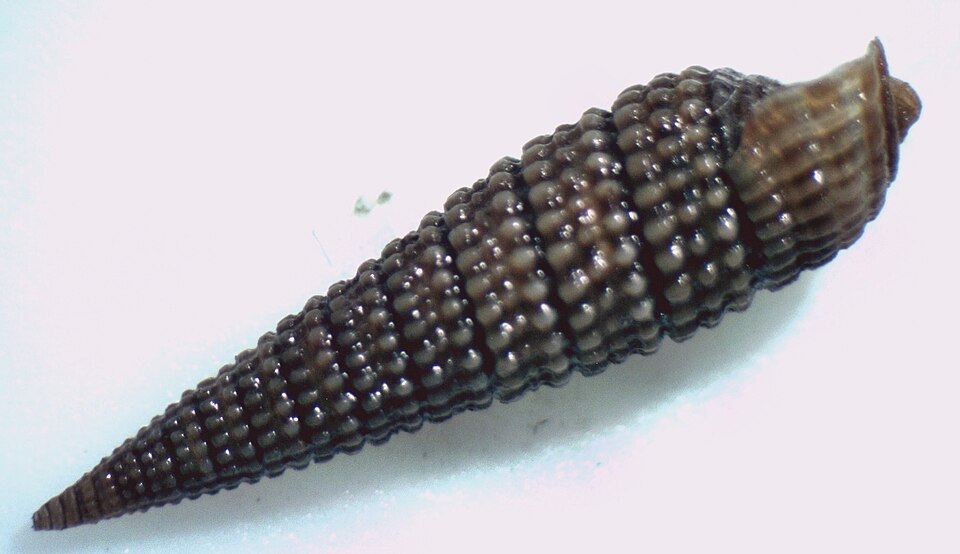 Triphoridae