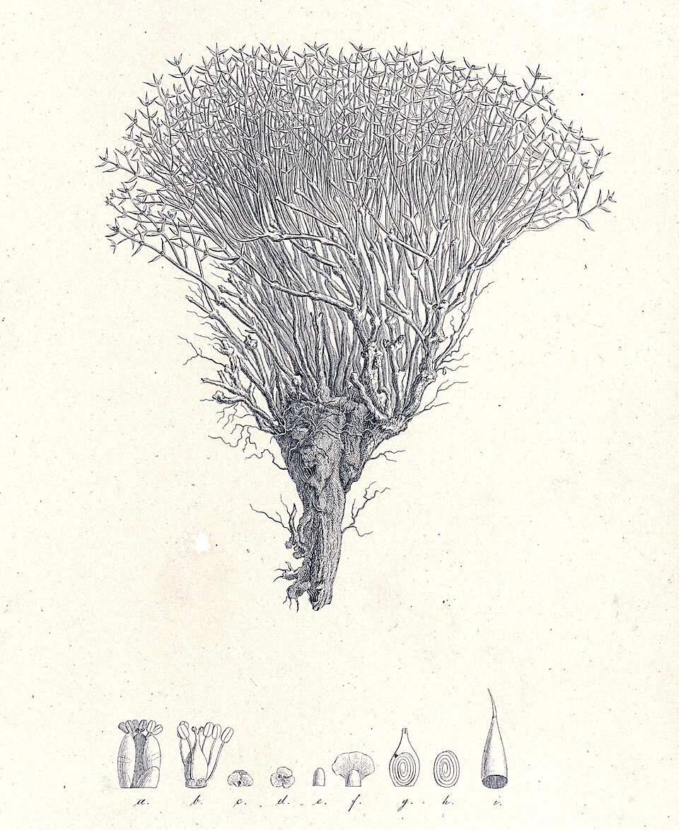 Anabasis brevifolia