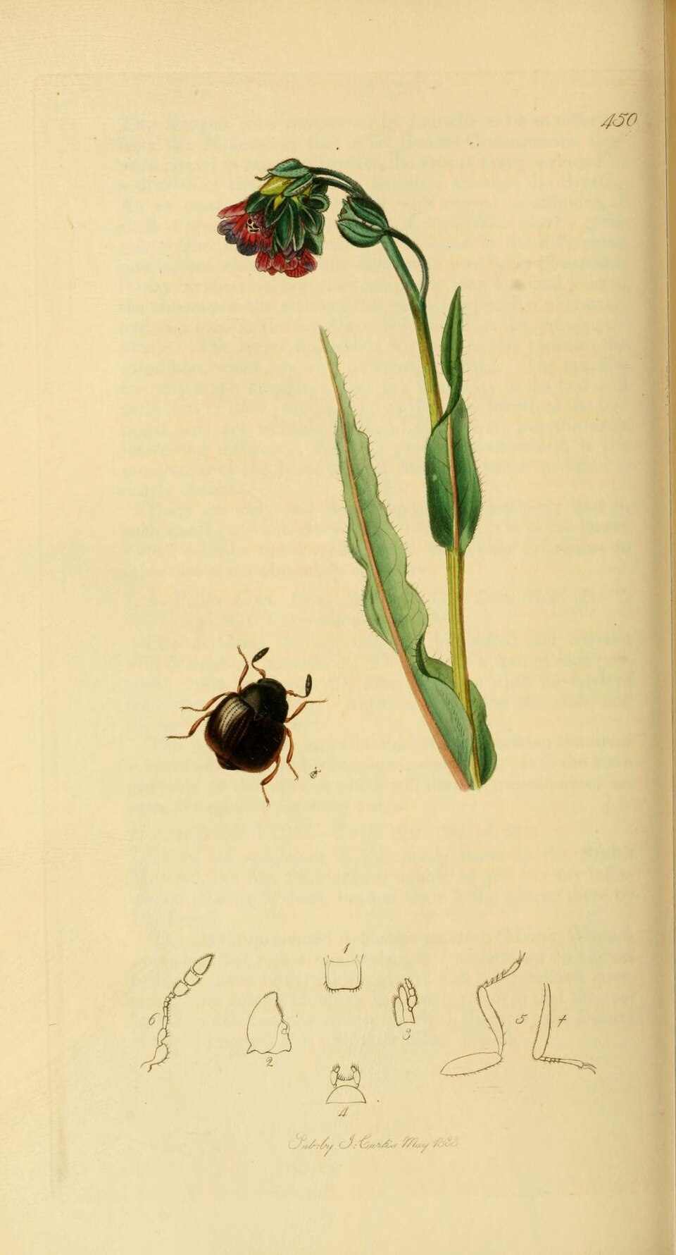 Sphindidae