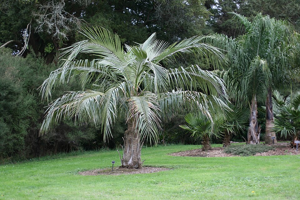 Parajubaea