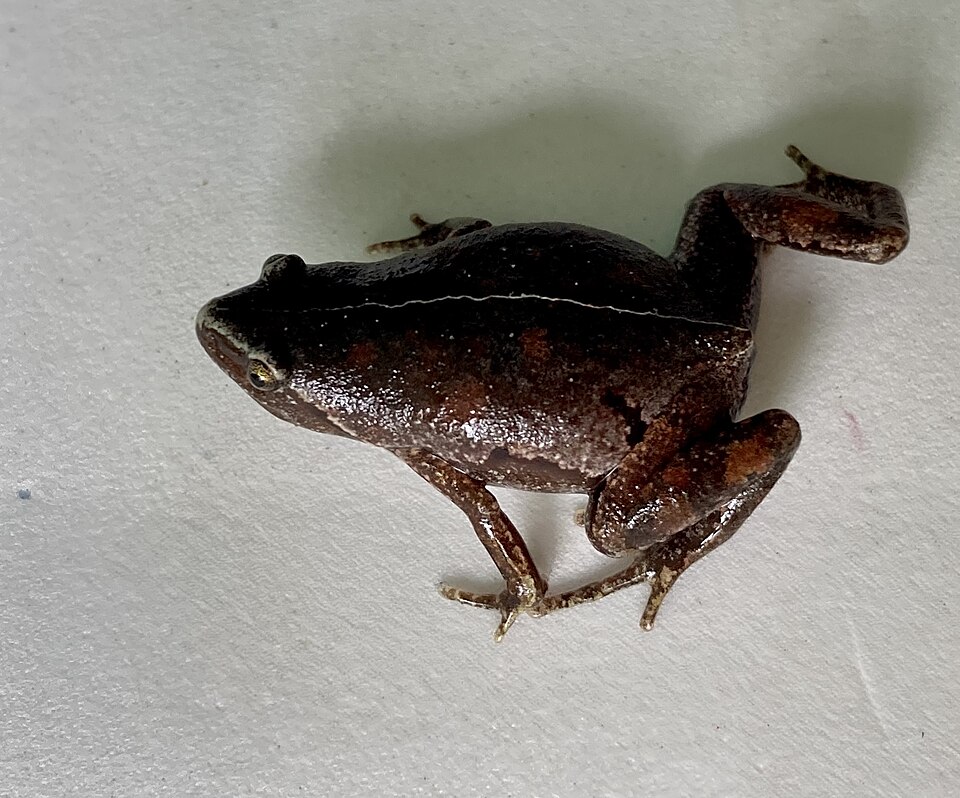 Chiasmocleis bassleri