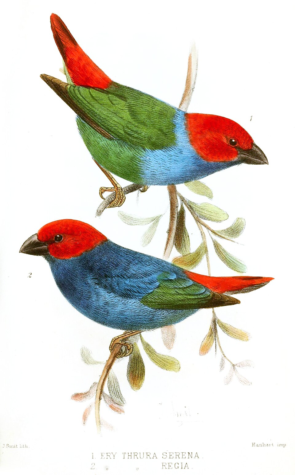 Erythrura regia