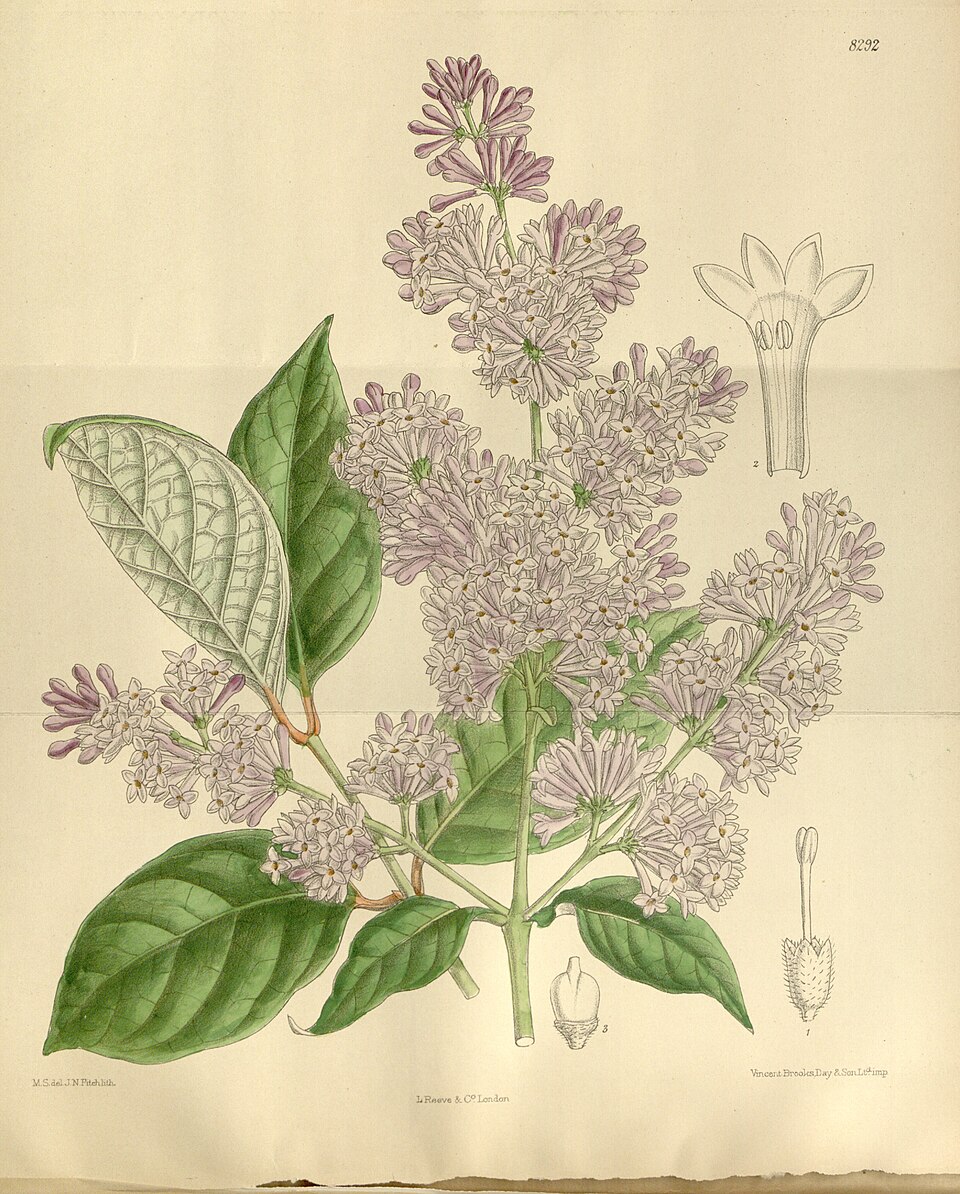 Syringa villosa