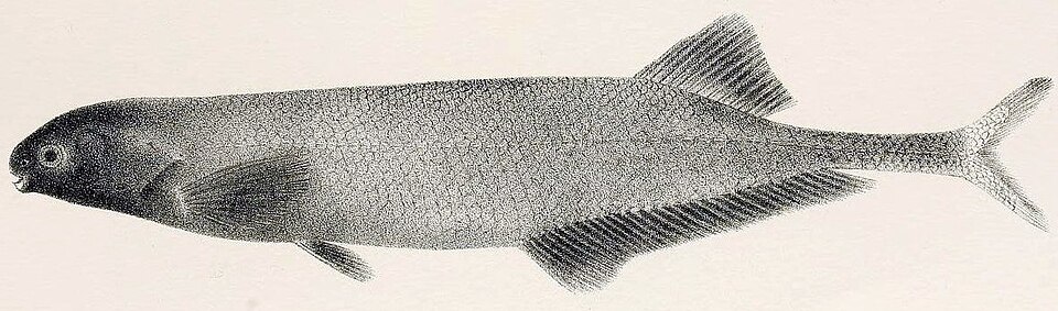 Brienomyrus