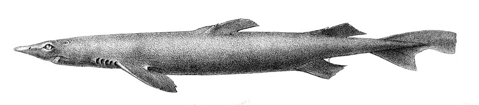 Scymnodon