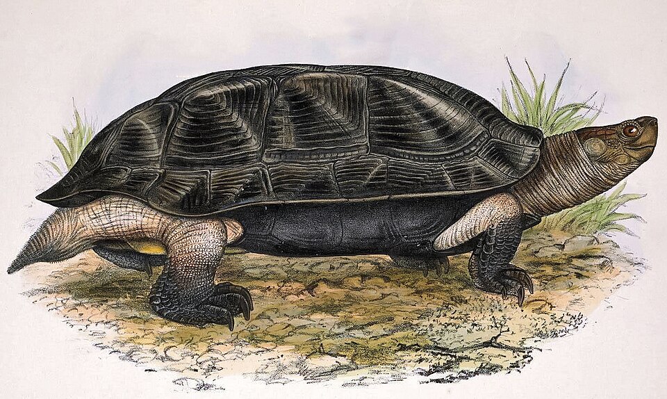 Melanochelys