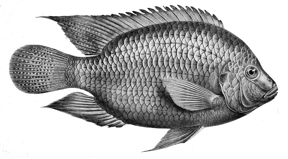Pelmatolapia cabrae