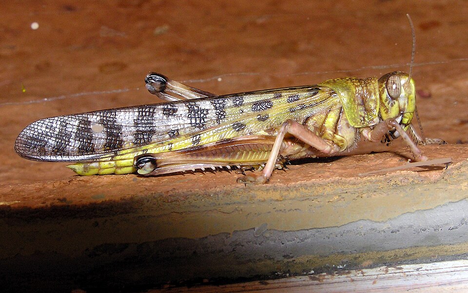 desert locust