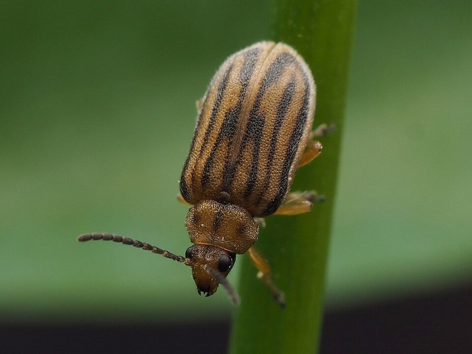 Ophraella communa