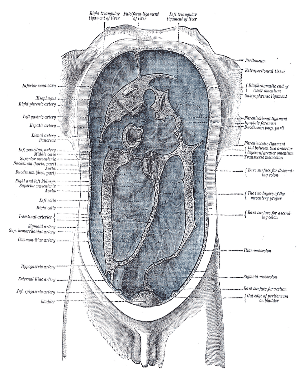 peritoneum