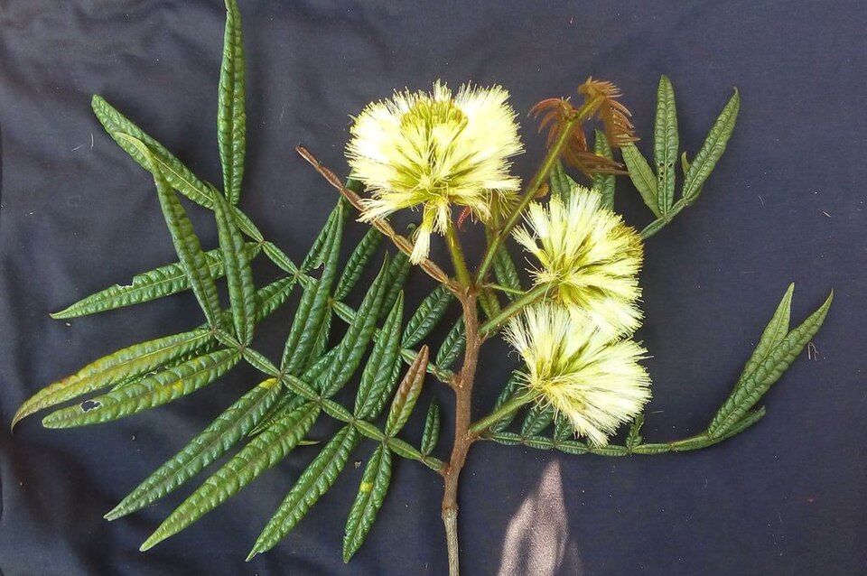 Inga bullata