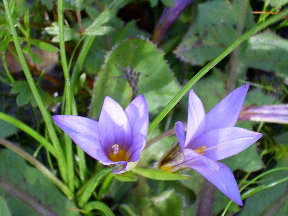 Romulea ramiflora