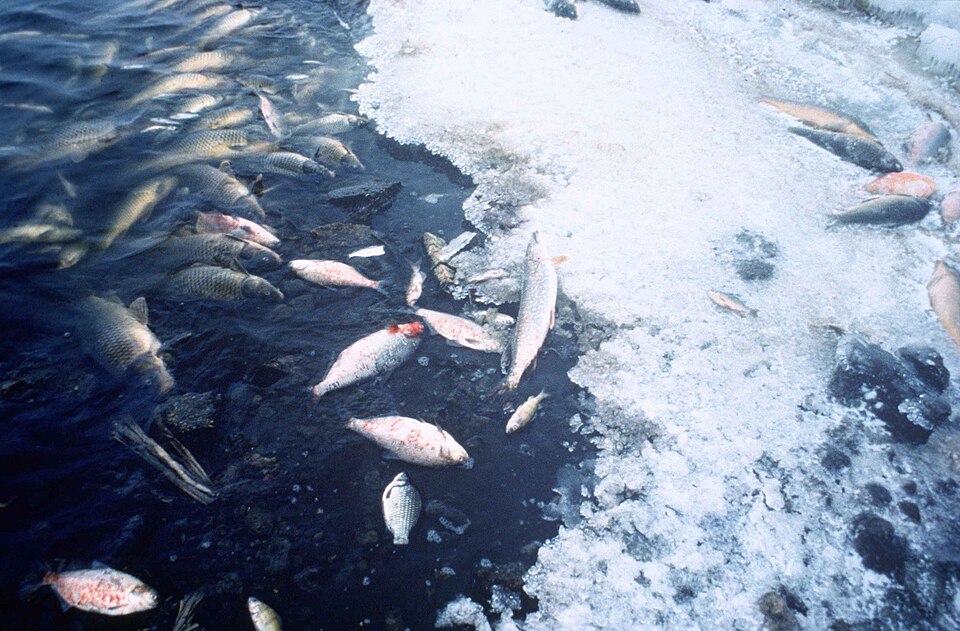 fish kill