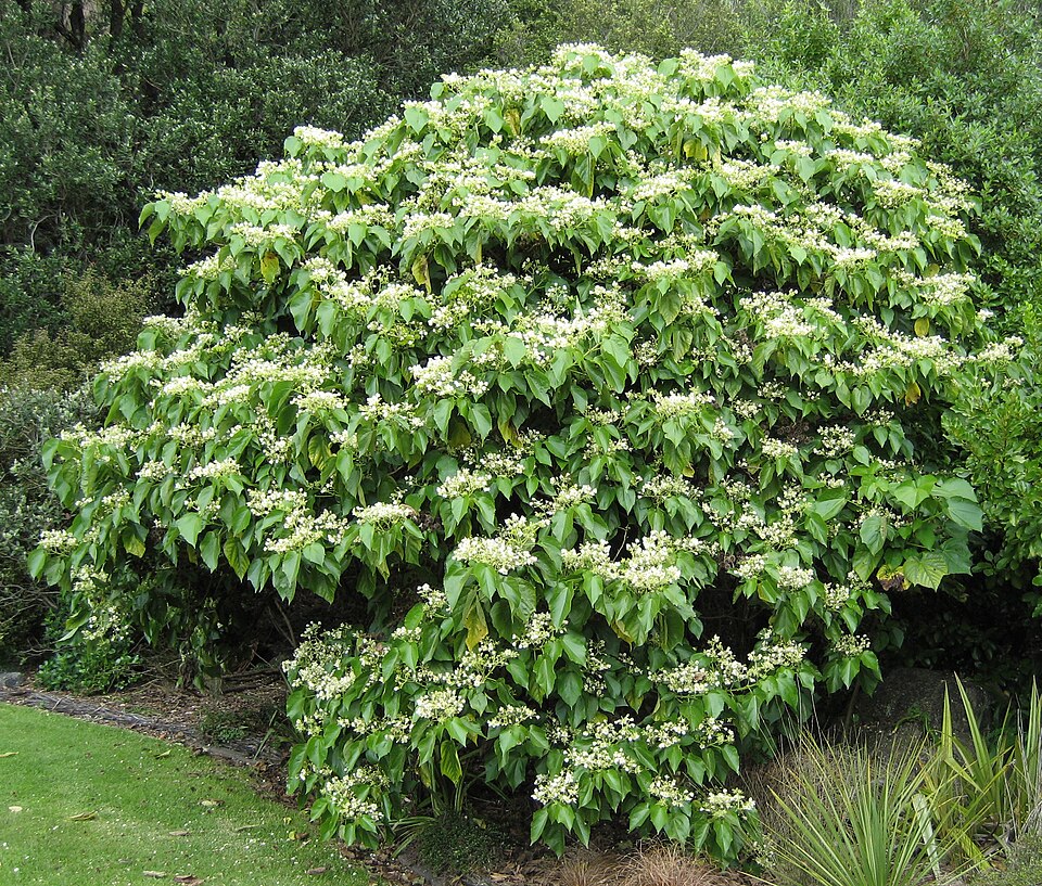 Entelea arborescens